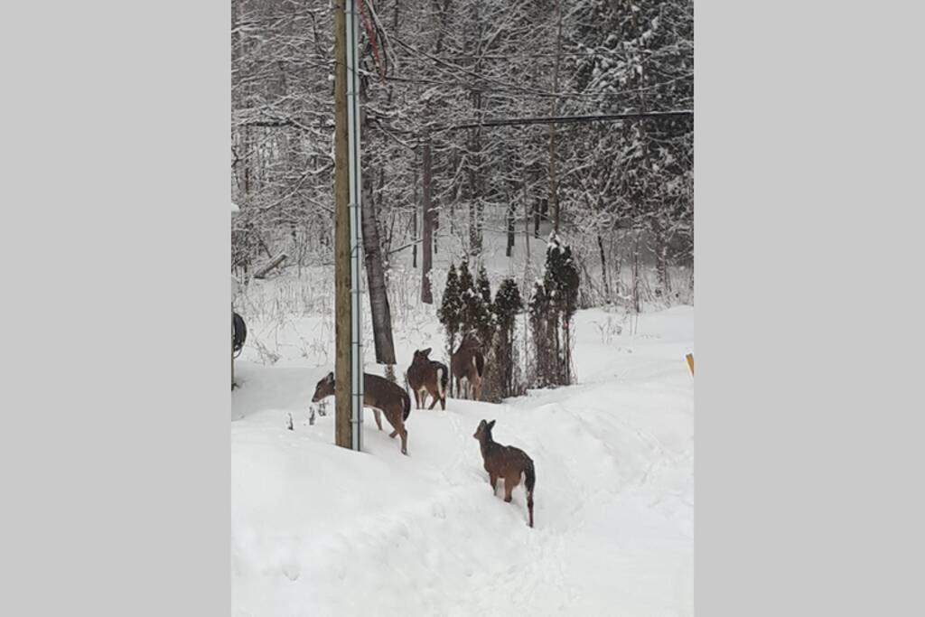 Le Nid Dore Sur Le Lac Val des Monts Exterior photo